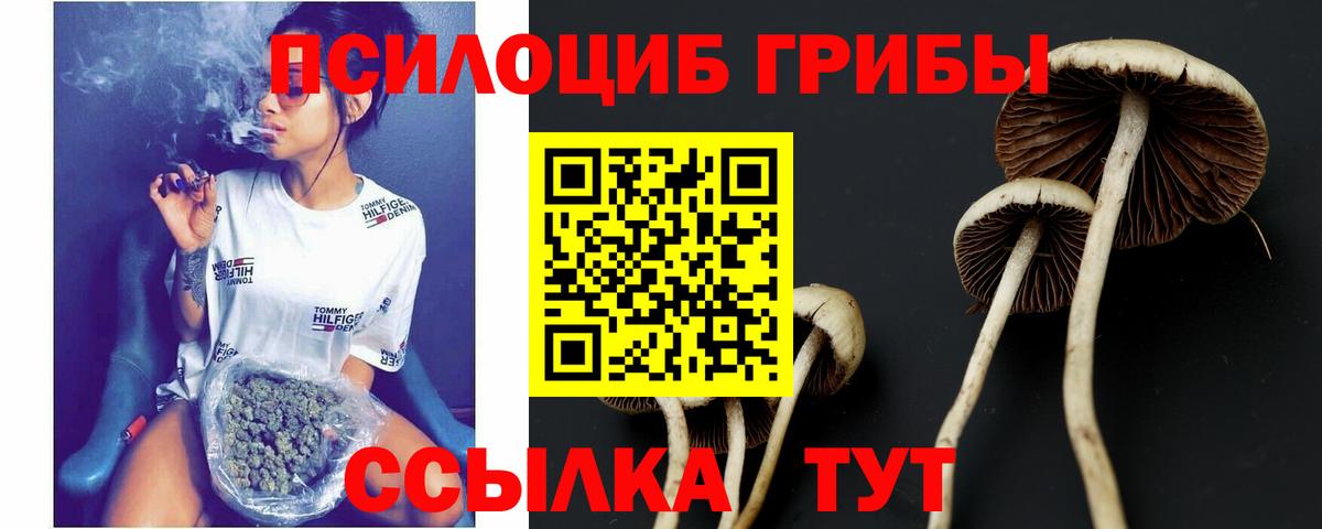 Муром  Псилоцибиновые грибы Cubensis  Вход с VPN 